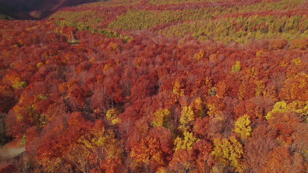 鸟瞰图:秋天，东北地区山上的五彩缤纷的红色、橙色和黄色树叶视频素材