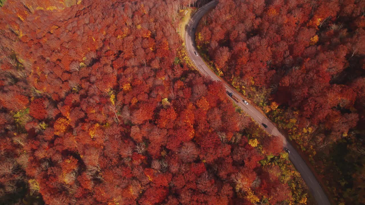 航拍照片:公路旅行穿过山口公路在秋天的红色和橙色的树叶视频素材