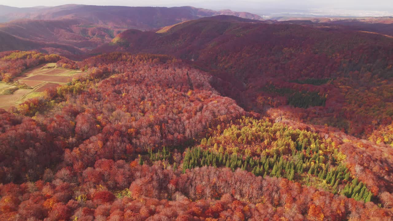 鸟瞰秋天五彩缤纷的山，有绿色、红色和橙色的叶子，日本东北视频素材