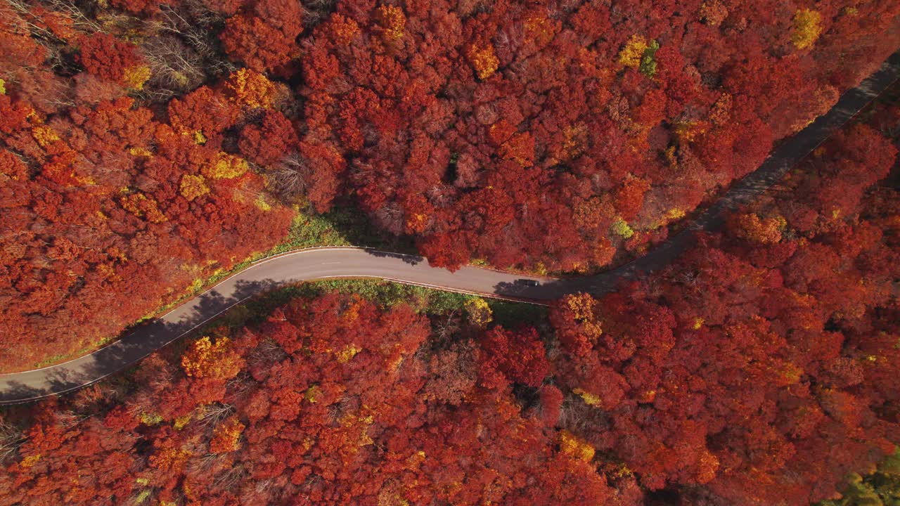 航拍图:汽车行驶在弯弯曲曲的山口公路上，周围是秋天的红色和橙色树叶视频素材