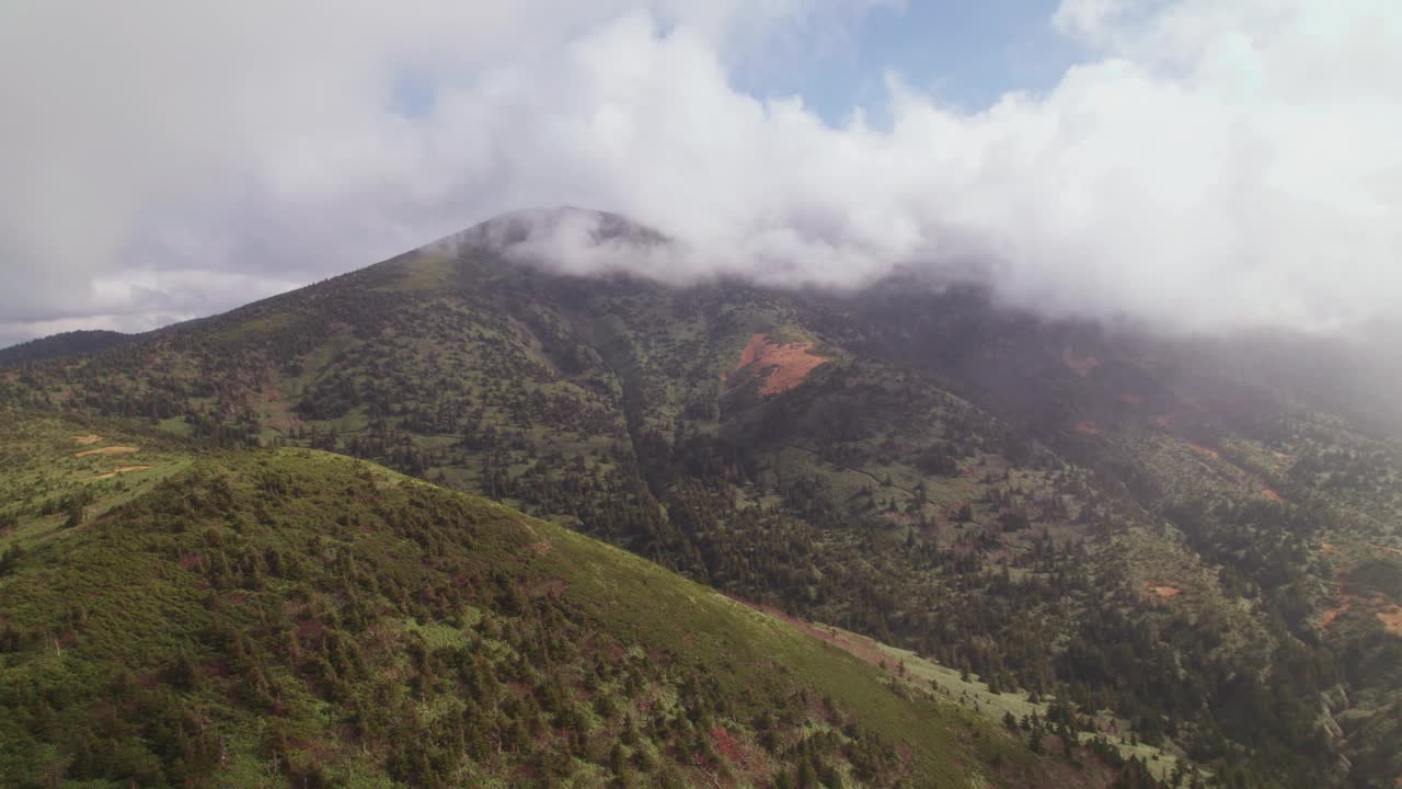 鸟瞰图:飞越拍摄的青山在日本与灌木，树叶和松树视频素材