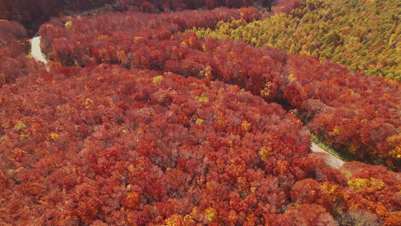 秋天的山口公路鸟瞰图，红色和橙色的树叶视频素材