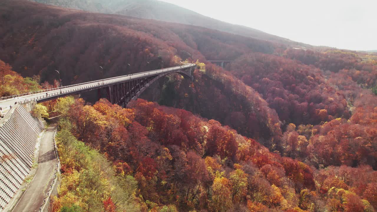 从空中俯瞰，在山上秋天的红色和橙色树叶之间，桥上行驶的汽车视频素材