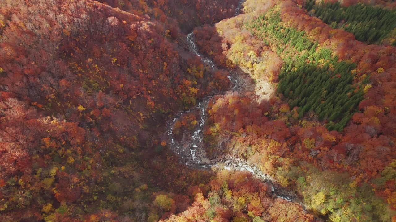 秋天，从空中俯瞰干涸的山间溪流，五彩缤纷的绿色、红色和橙色树叶，日本东北视频素材