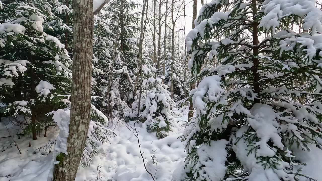 在多云的日子里，在覆盖着新雪的针叶树之间行走时拍摄的POV。视频素材