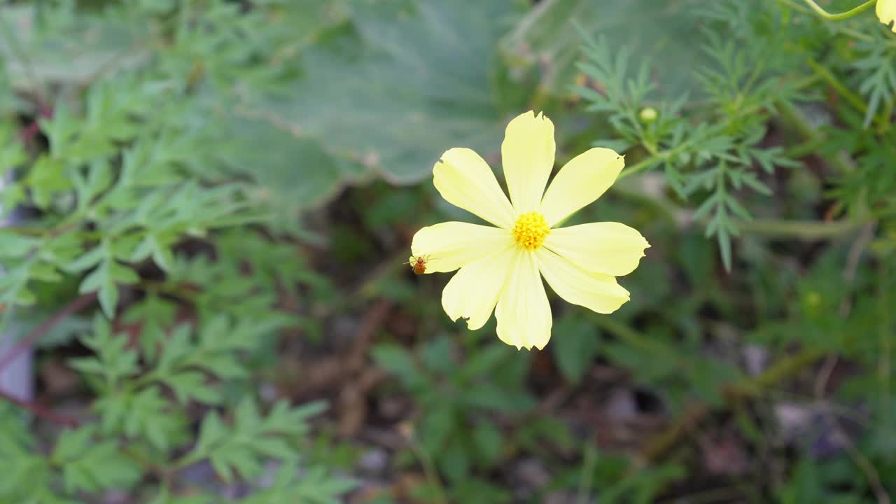 黄色花，硫磺宇宙，墨西哥紫菀花盛开美丽的春天在花园里，模糊的自然背景视频素材