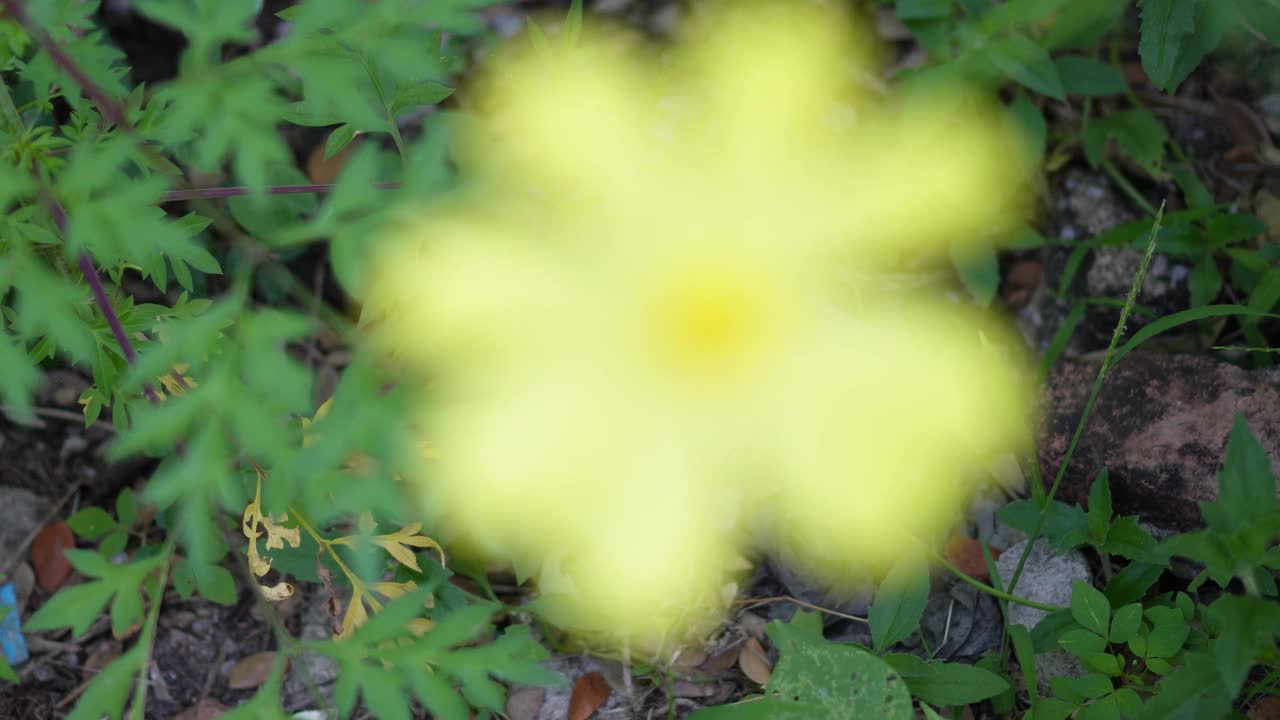 黄色花，硫磺宇宙，墨西哥紫菀花盛开美丽的春天在花园里，模糊的自然背景视频素材