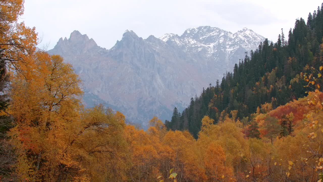 美丽的风景，山谷中的秋林和地平线上的山峰。有创造力。落基山脉在地平线上与秋天的森林山谷。金色的秋叶和落基山脉的美景视频素材