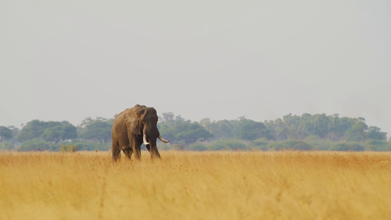 一只南非丛林象(非洲象)摆动着耳朵视频素材