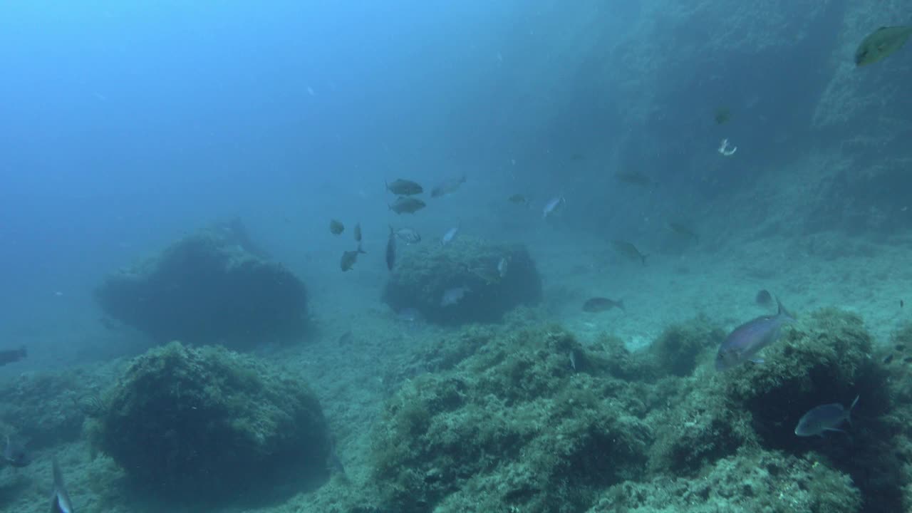 琥珀鱼在浑浊的水中游泳视频素材