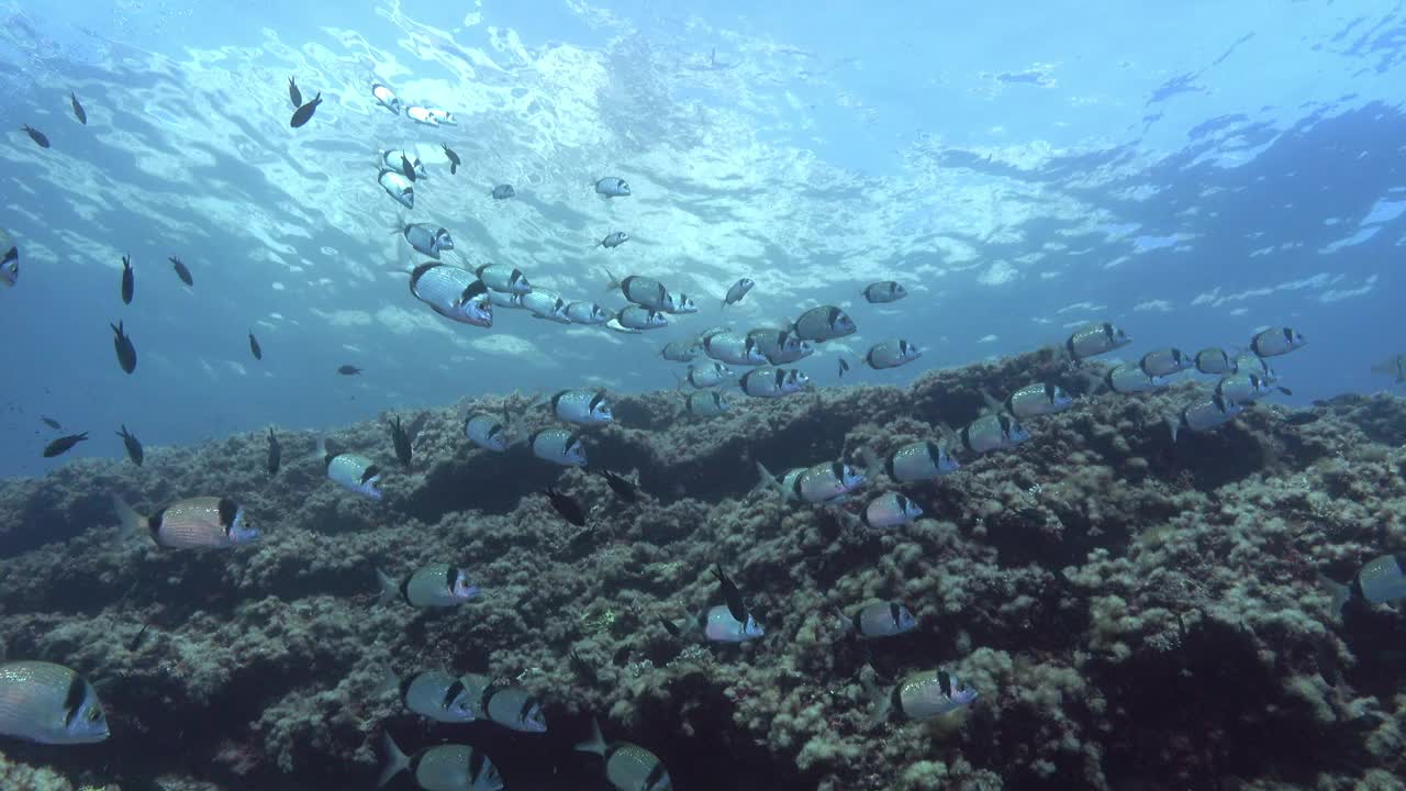 自然水下-地中海礁鱼浅水浅滩视频素材