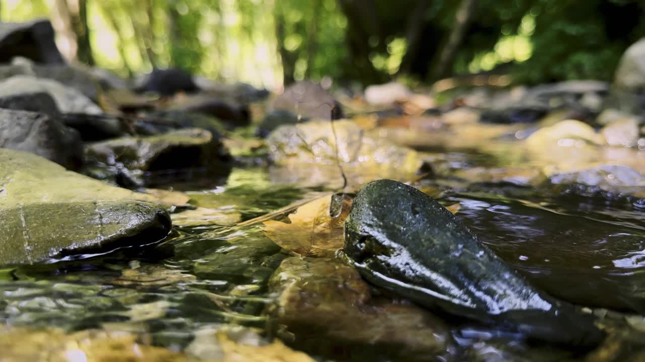 小溪和干秋叶视频素材