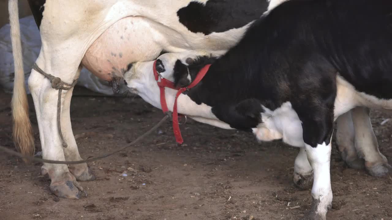 小牛在马厩里吃奶视频下载