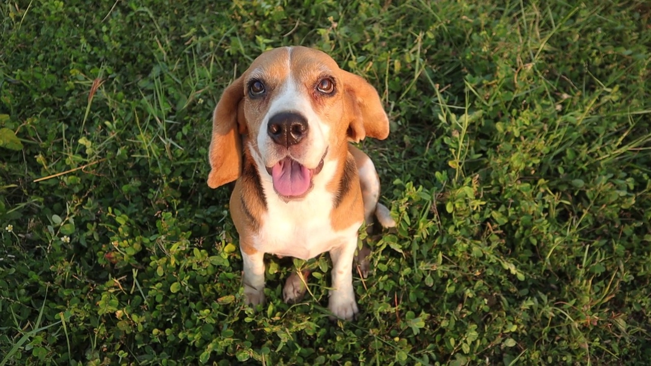 一只三色小猎犬坐在户外的绿草地上。看着上面的摄像头视频素材