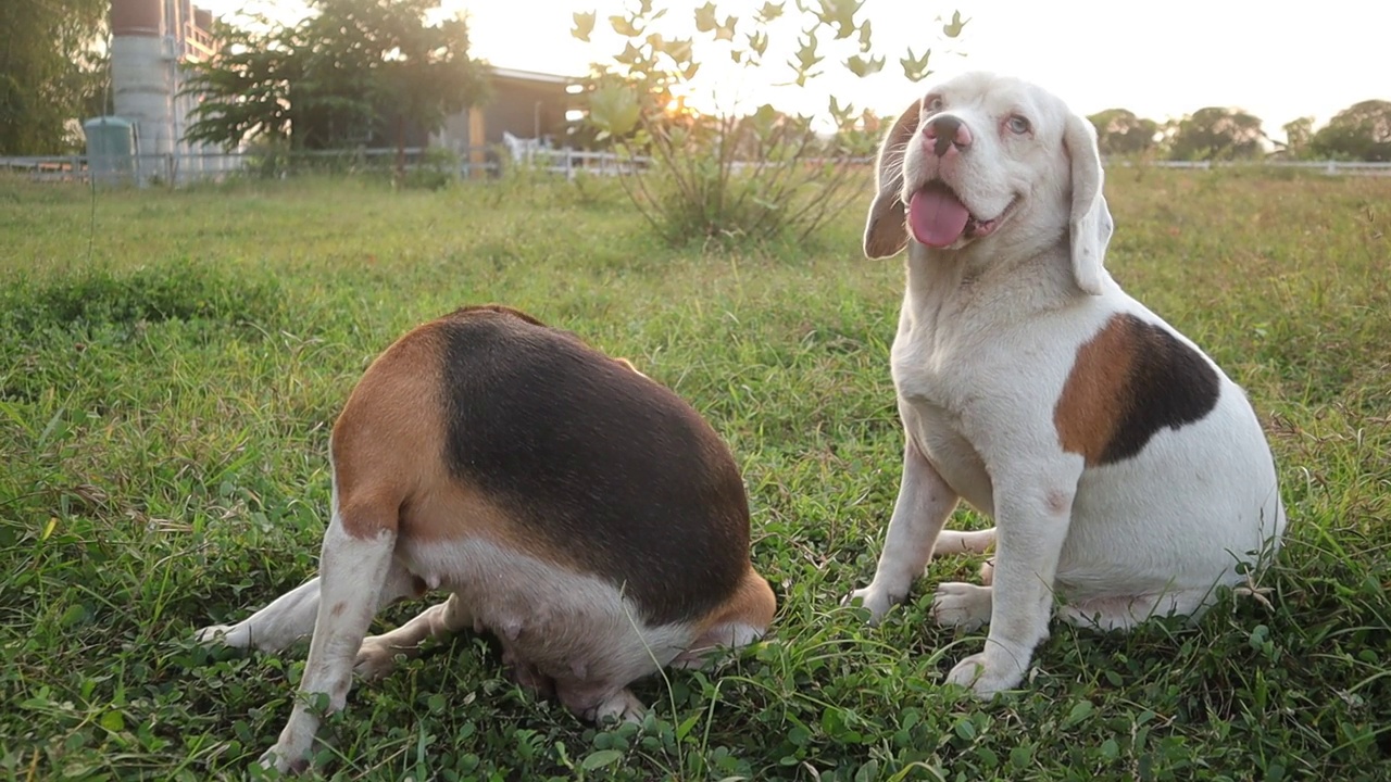 一只可爱的三色小猎犬和一只白毛小猎犬正坐在草地的绿草地上玩耍，狗的行为。视频素材