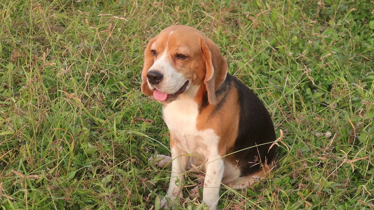 一只三色小猎犬坐在户外的绿草地上。视频素材