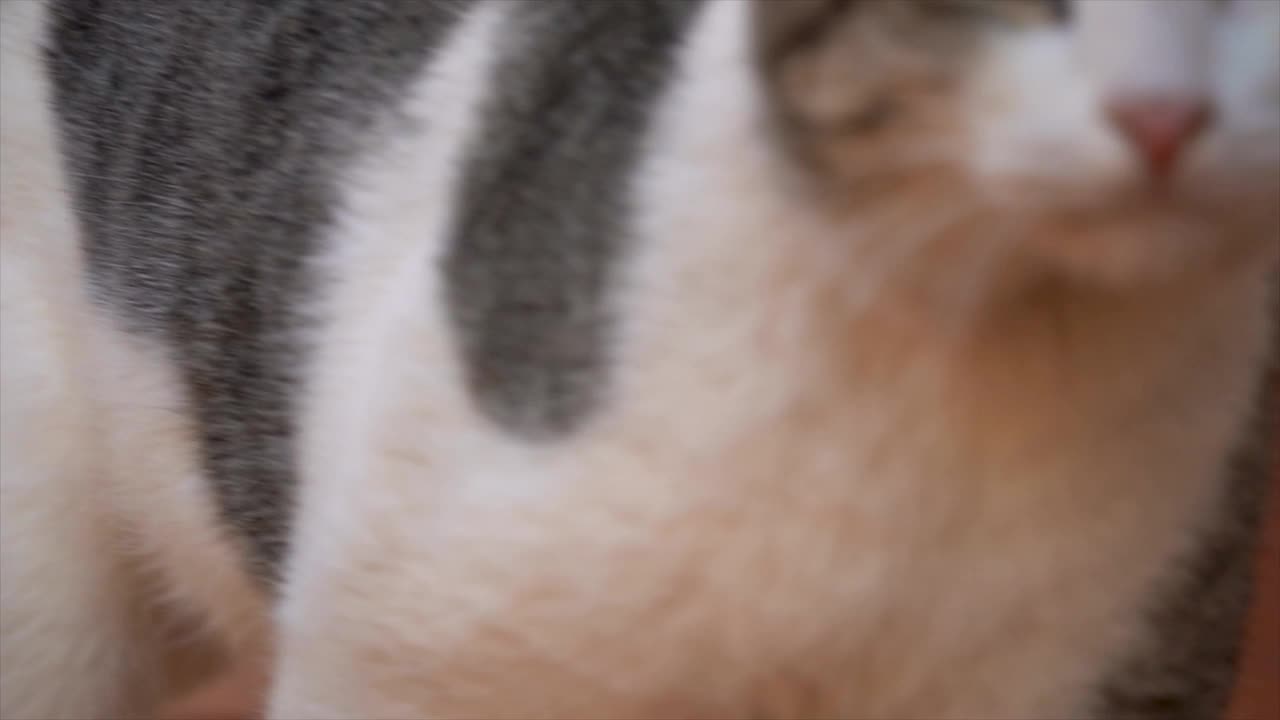 肖像，一只猫看着相机，喵喵叫视频素材