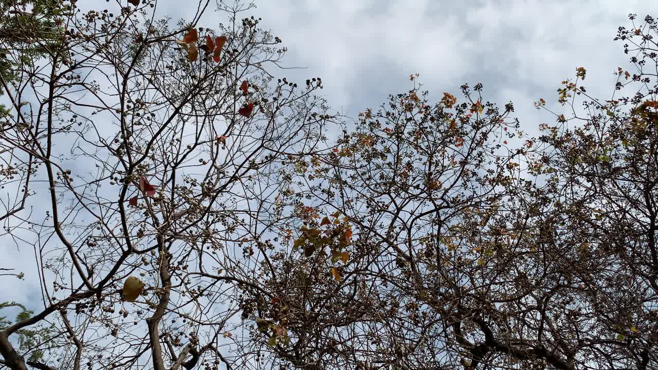 秋天的时候，树叶从树上落下来，树上只剩下几片干叶。美丽的光秃秃的树木对着天空。下视图冬天树上的光秃秃的树枝。视频素材