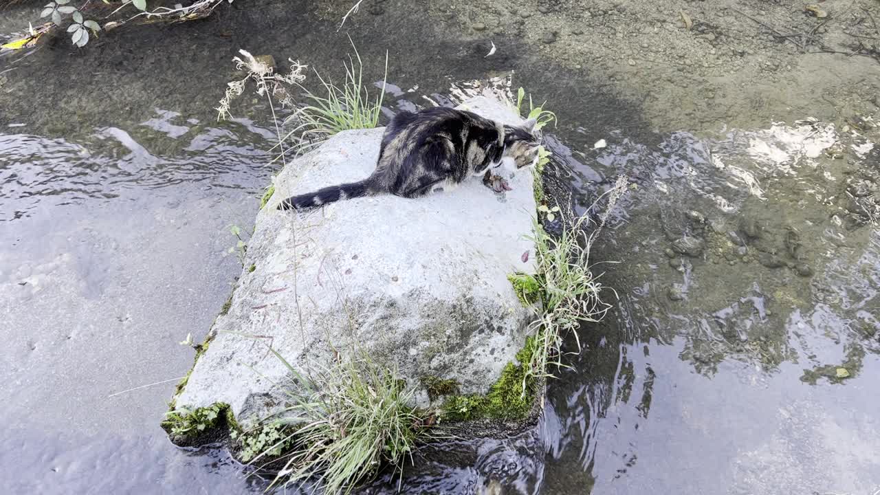 一只猫在河里的石头上的视频视频素材