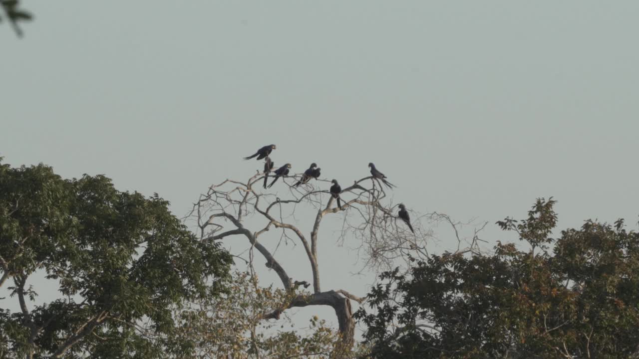 美丽的蓝色风信子金刚鹦鹉，Anodorhynchus hyacinthinus，沿着通往巴西Jofre港的trantaneira路线，爬过地球上最大的沼泽地区潘塔纳尔的树木。视频素材