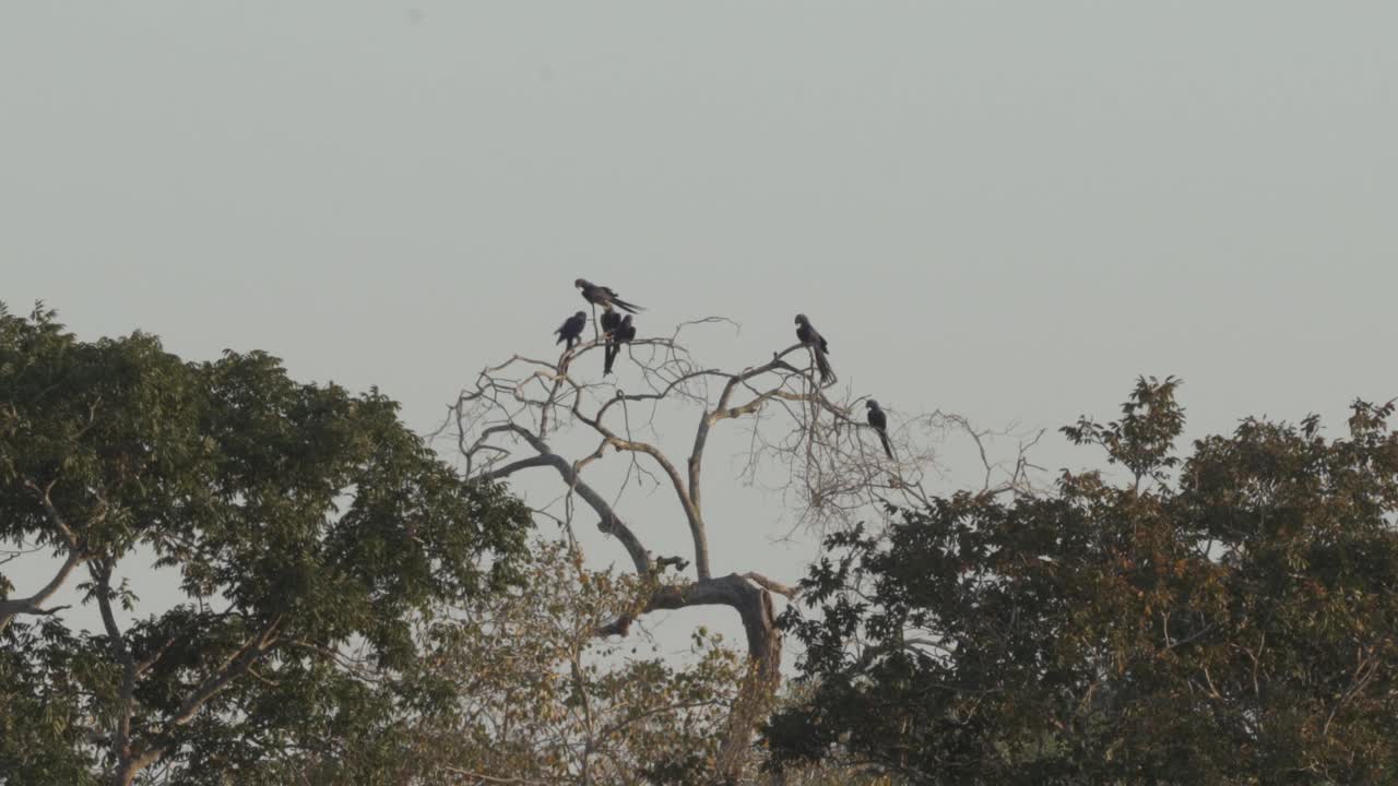 美丽的蓝色风信子金刚鹦鹉，Anodorhynchus hyacinthinus，沿着通往巴西Jofre港的trantaneira路线，爬过地球上最大的沼泽地区潘塔纳尔的树木。视频素材