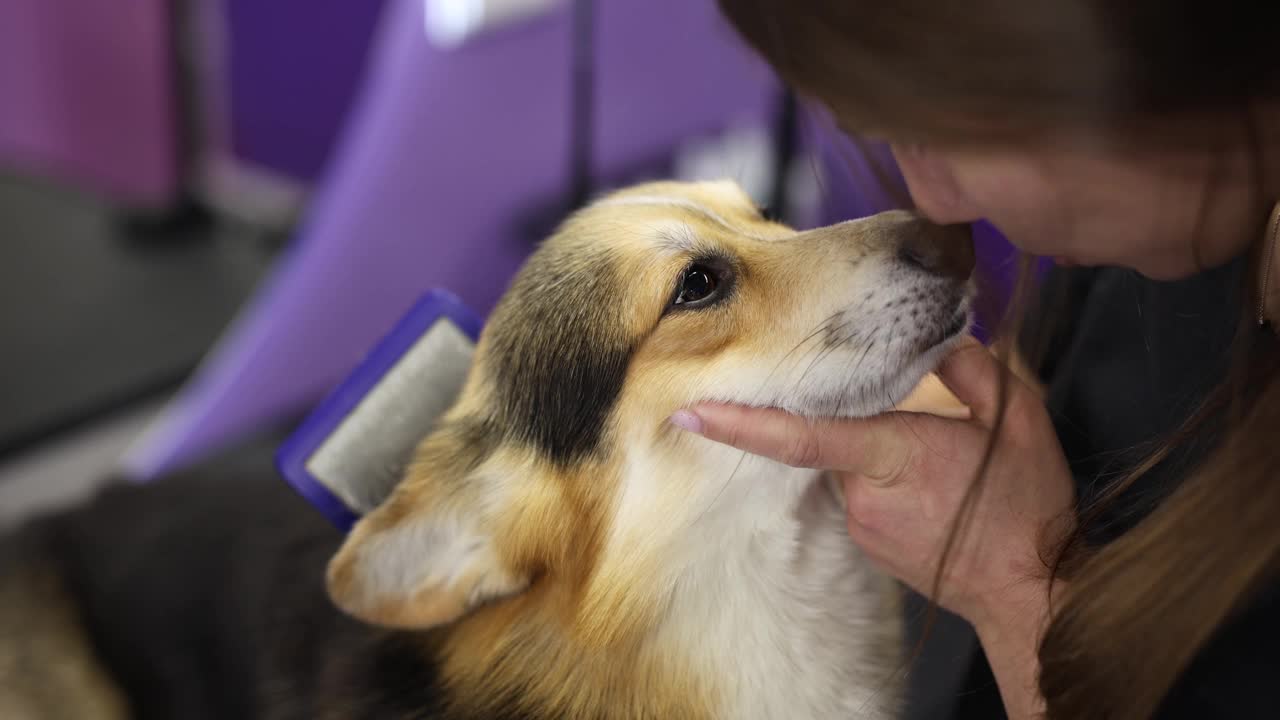 宠物美容师在美容沙龙的桌子上给柯基犬刷牙。专业的宠物卫生保健服务视频素材