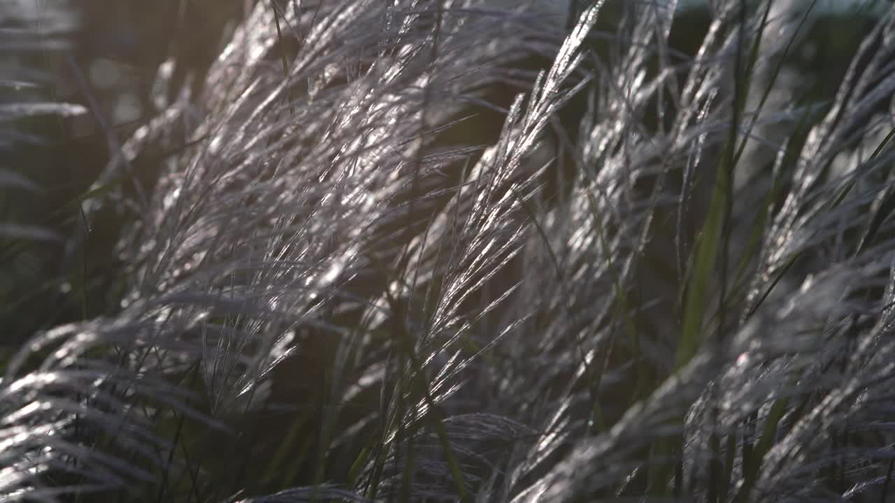 草花与清晨的阳光视频下载