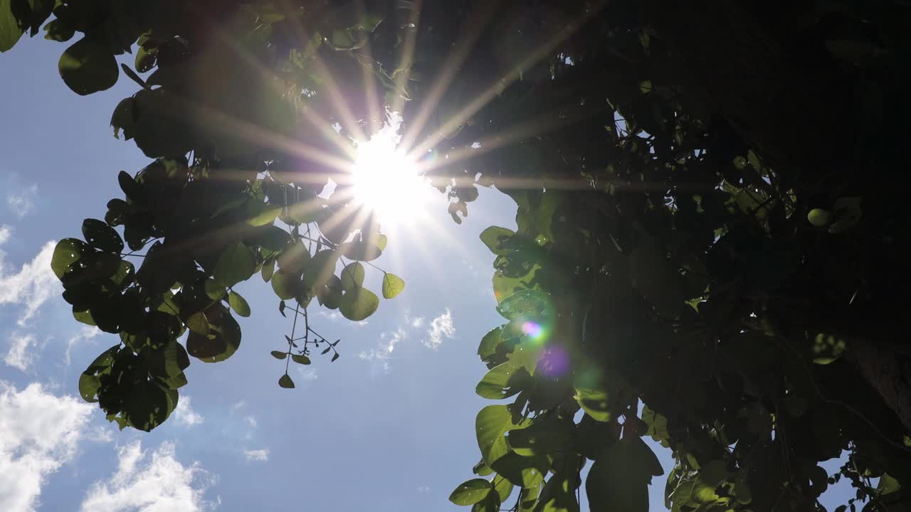 低视角靠近树顶的绿色植物群，阳光闪烁着穿过。视频素材