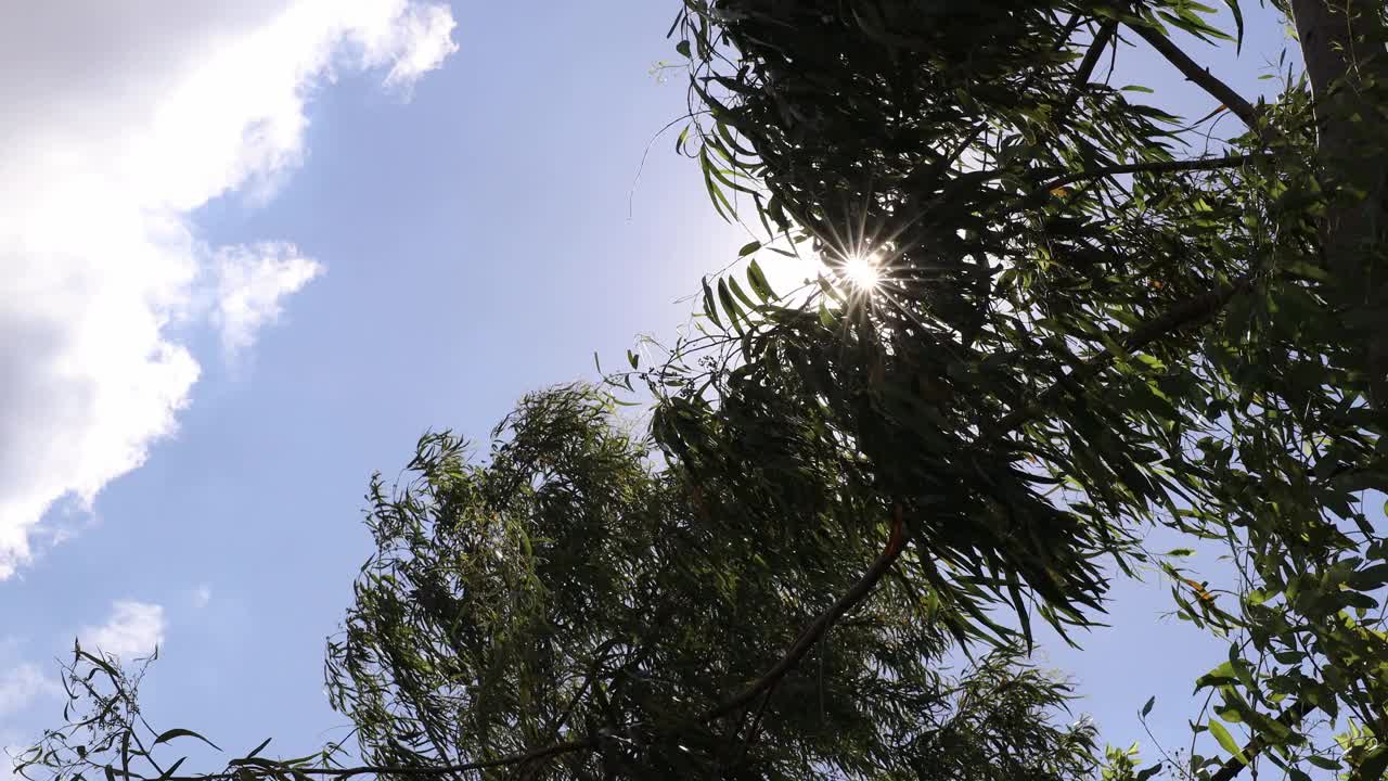 树梢上的绿叶和太阳的低低景象闪过。视频素材