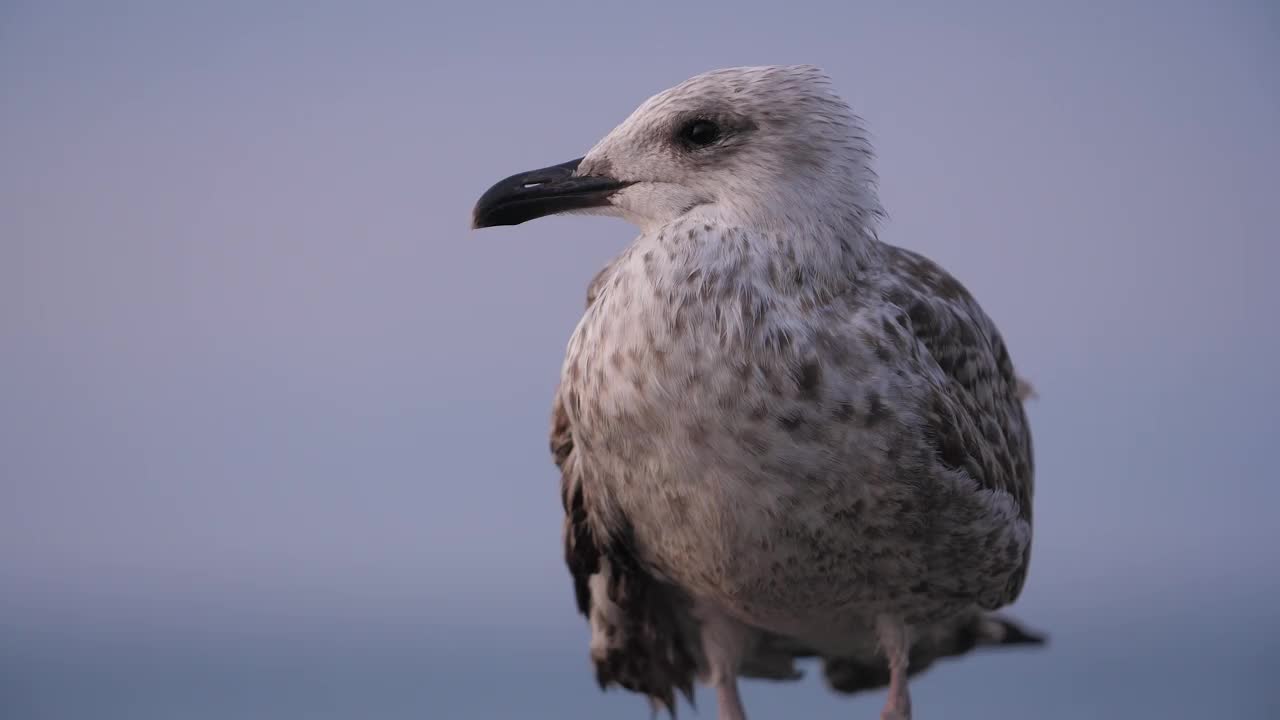 海边的海鸥特写视频下载