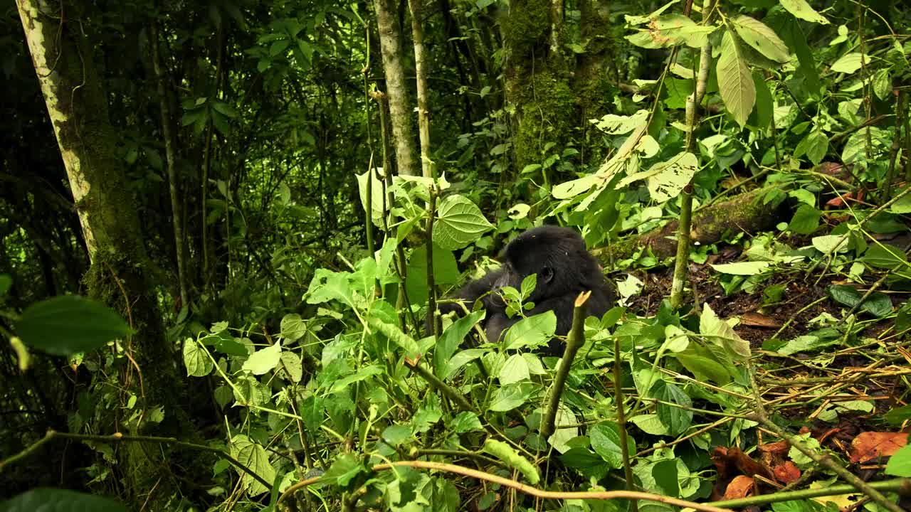 东部大猩猩-白令海大猩猩是极度濒危的现存最大的灵长类动物，低地大猩猩或格劳尔大猩猩(graueri)生活在绿色的热带雨林中，成人和儿童一起觅食玩耍，银背守护。视频下载