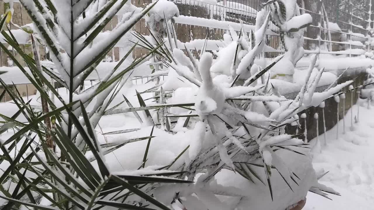 一棵被雪覆盖的枣椰树的特写——慢动作的小雪视频下载