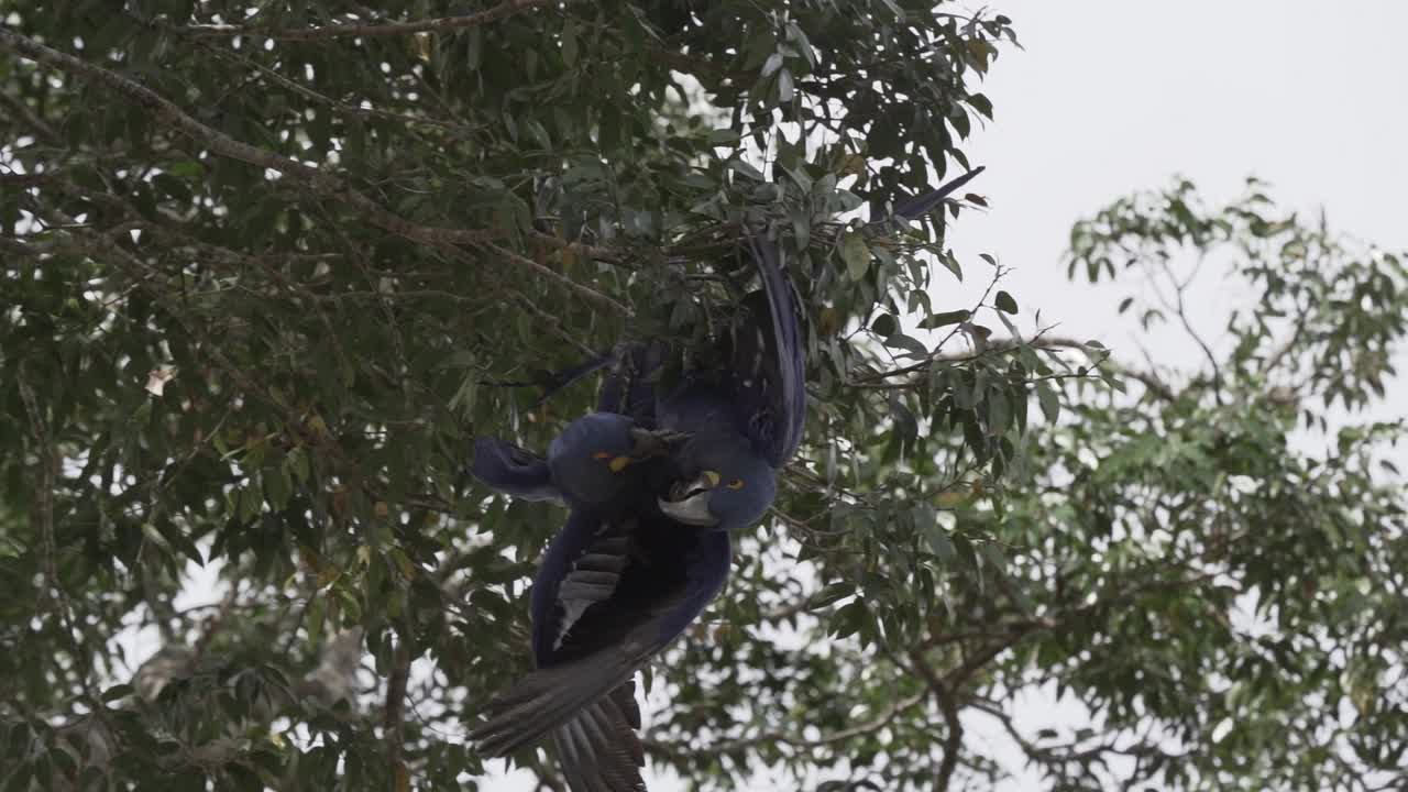 美丽的蓝色风信子金刚鹦鹉，Anodorhynchus hyacinthinus，沿着通往巴西Jofre港的trantaneira路线，爬过地球上最大的沼泽地区潘塔纳尔的树木。视频素材