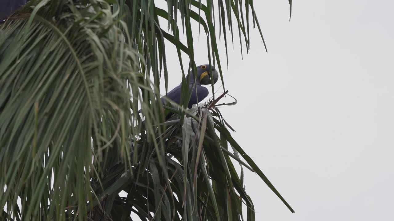 美丽的蓝色风信子金刚鹦鹉，Anodorhynchus hyacinthinus，沿着通往巴西Jofre港的trantaneira路线，爬过地球上最大的沼泽地区潘塔纳尔的树木。视频素材