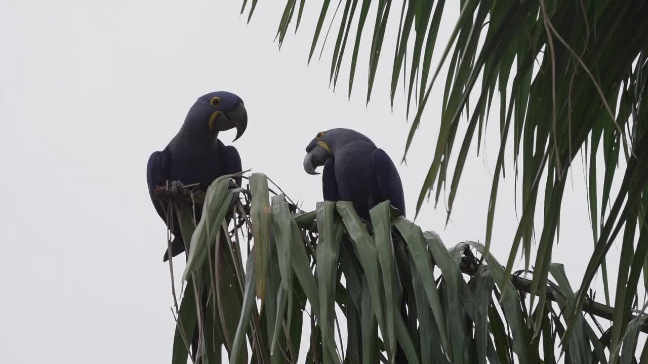 美丽的蓝色风信子金刚鹦鹉，Anodorhynchus hyacinthinus，沿着通往巴西Jofre港的trantaneira路线，爬过地球上最大的沼泽地区潘塔纳尔的树木。视频素材