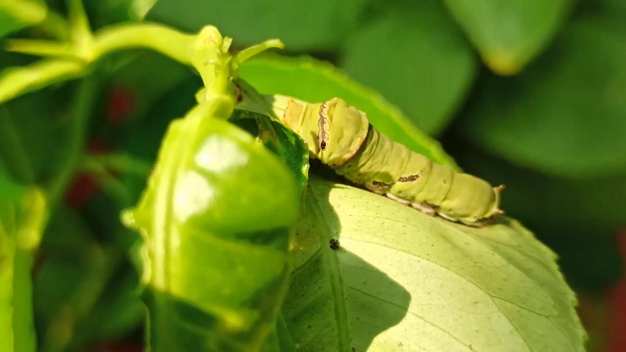 绿色的毛毛虫视频素材