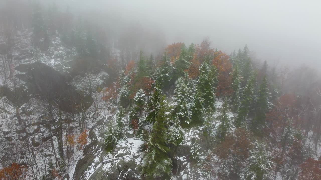 无人机拍摄的落基山腰松树和浓雾在秋天视频素材