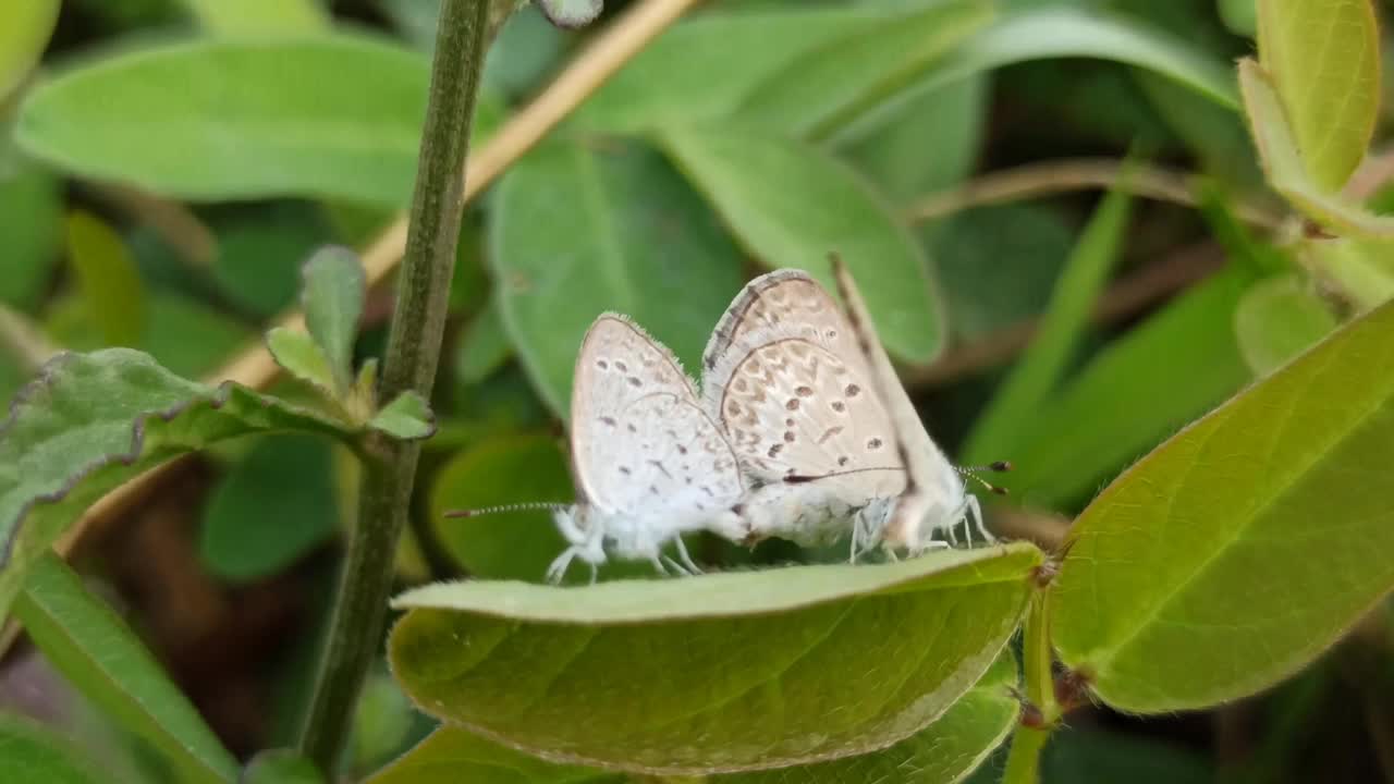 2只小蝴蝶约会视频素材