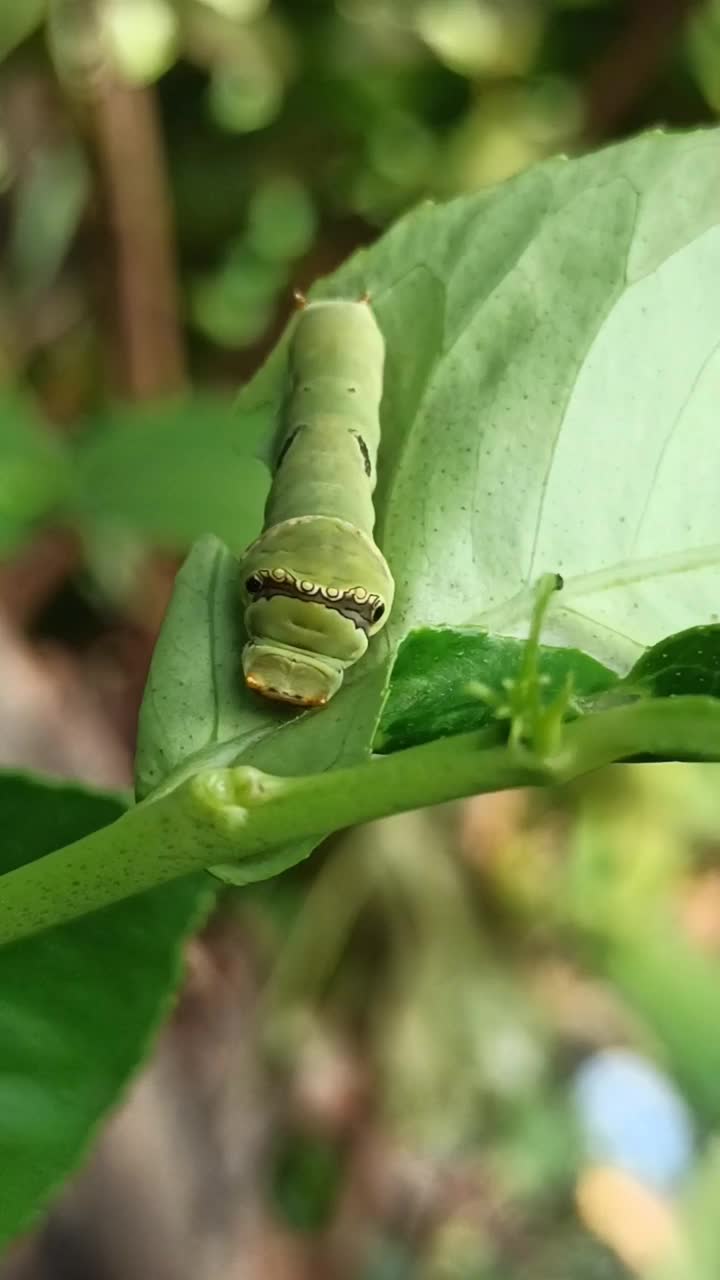 绿色的毛毛虫视频素材