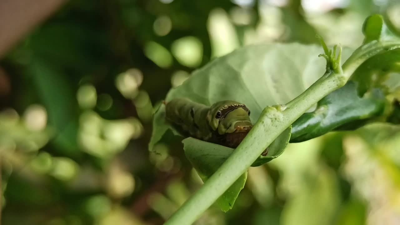 绿色的毛毛虫视频素材