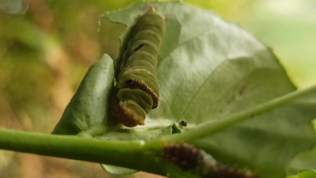 绿色的毛毛虫视频素材