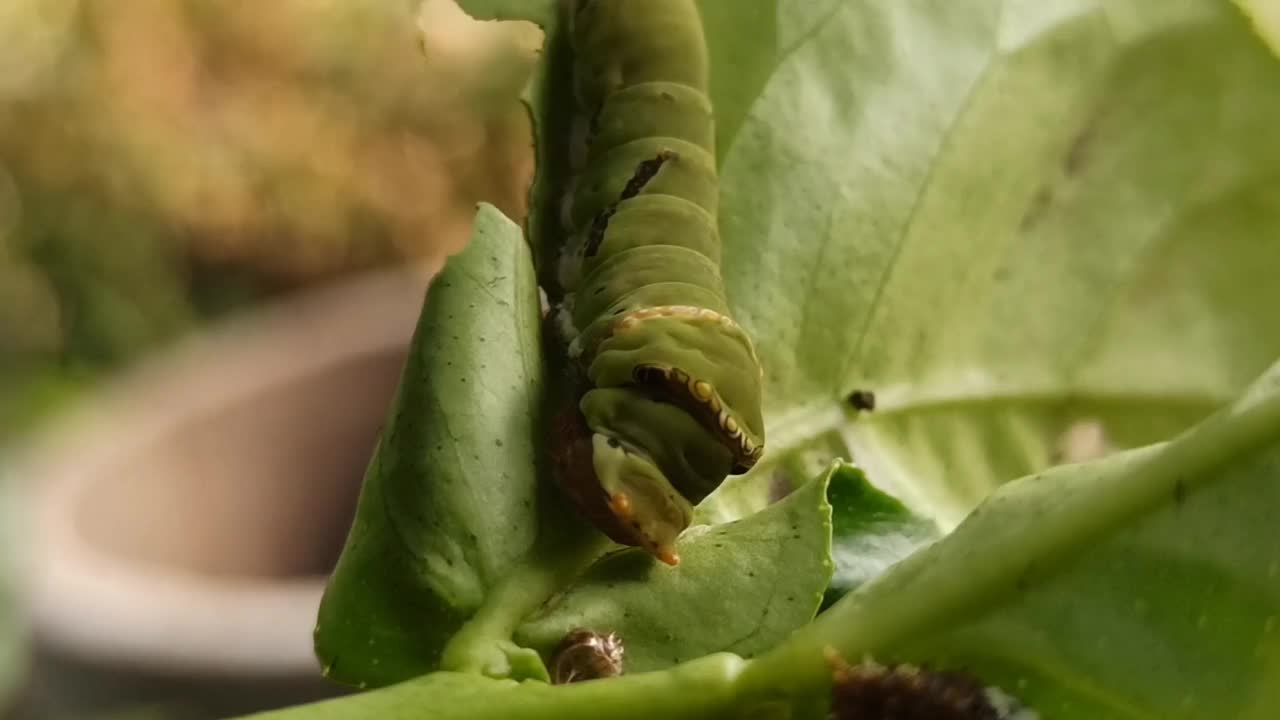 绿色的毛毛虫视频素材