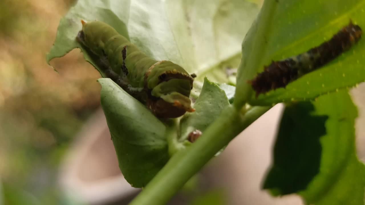 绿色的毛毛虫视频素材