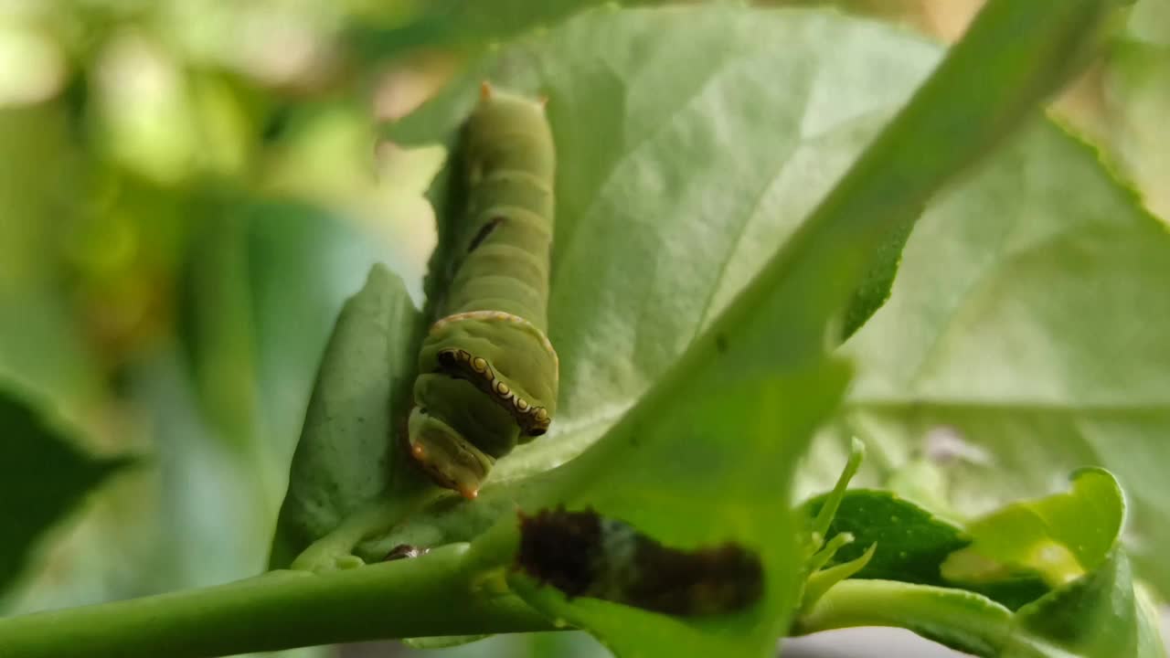 绿色的毛毛虫视频素材