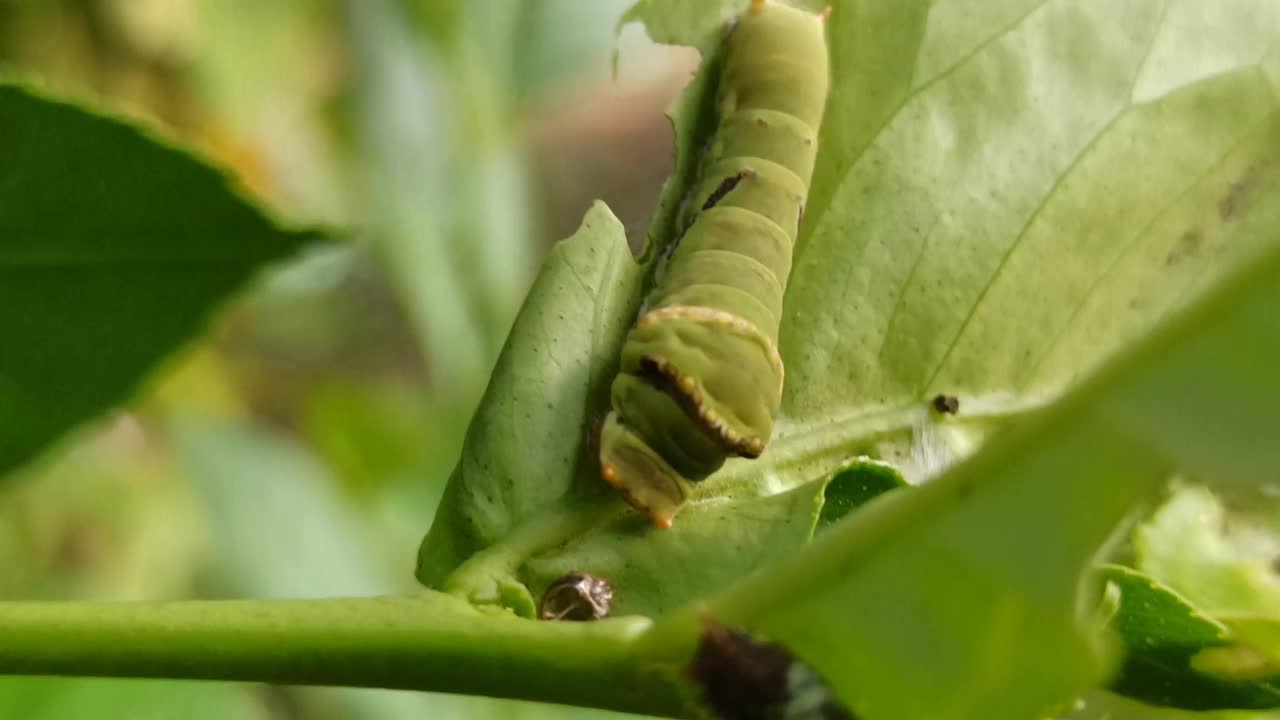 绿色的毛毛虫视频素材