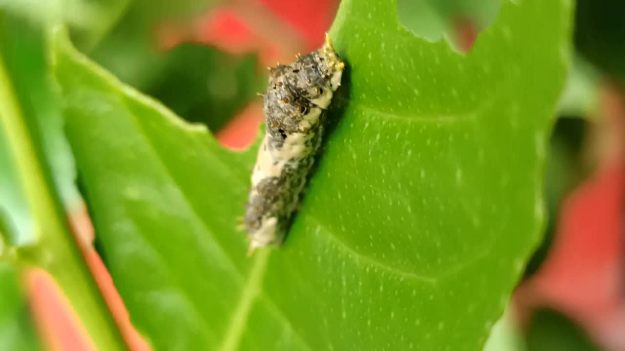 叶子上的毛毛虫视频素材