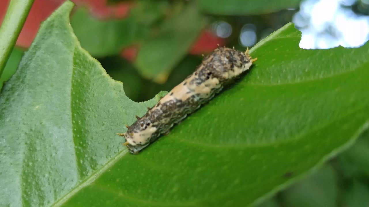 叶子上的毛毛虫视频素材