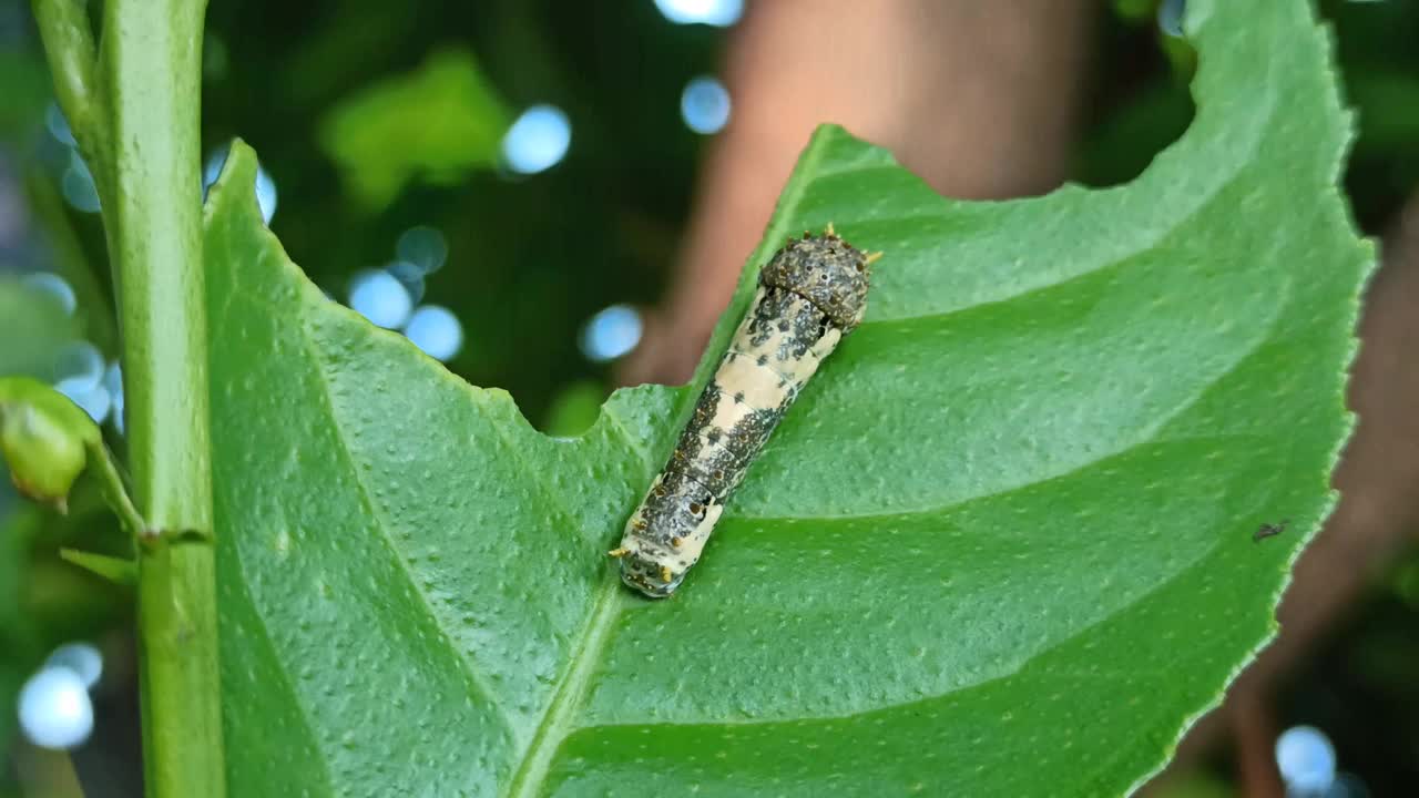 叶子上的毛毛虫视频素材