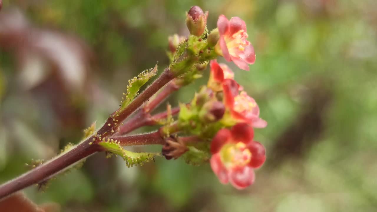 红色的花视频素材