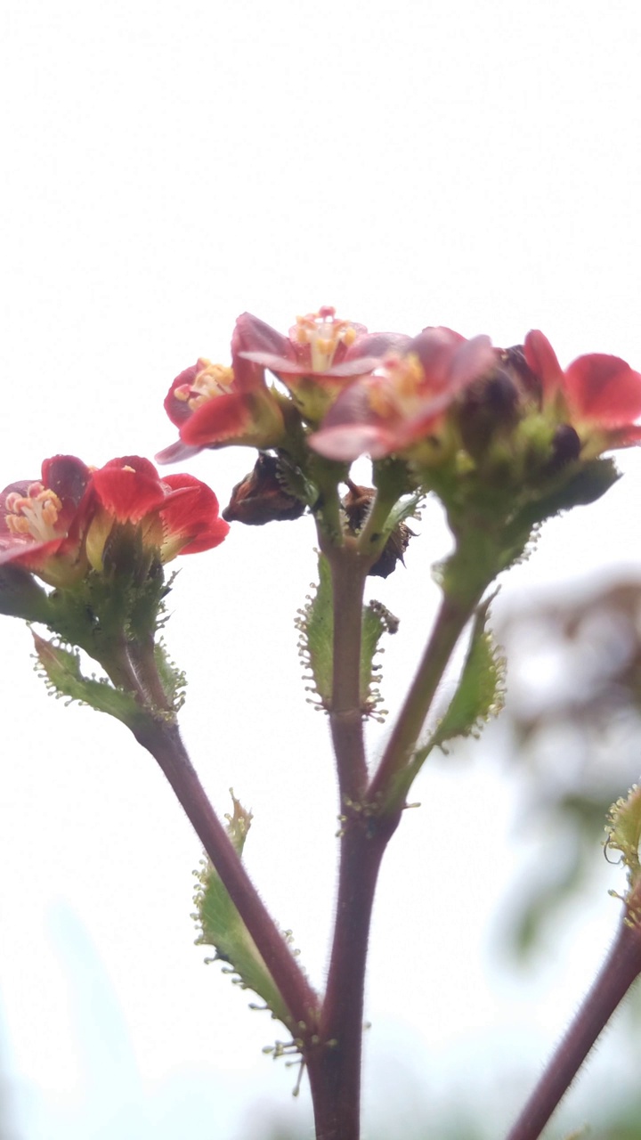 红色的花视频素材